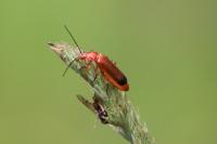 Rhagonycha fulva
