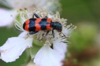 Trichodes apiarius