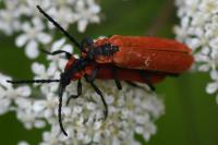 Lygistopterus sanguineus