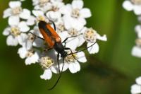 Stenurella melanura