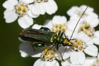 Oedemera nobilis