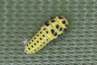 Psyllobora vigintiduopunctata
