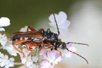Stenopterus rufus