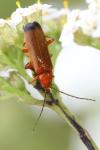 Rhagonycha fulva