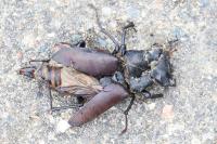 Lucanus cervus
