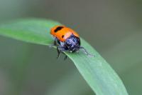 Clytra laeviuscula