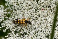 Rutpela maculata