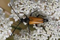 Stictoleptura fulva