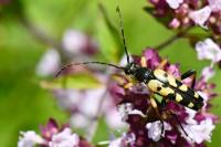 Rutpela maculata