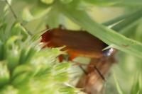 Rhagonycha fulva