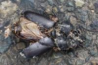 Lucanus cervus