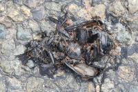 Lucanus cervus