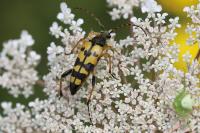 Rutpela maculata