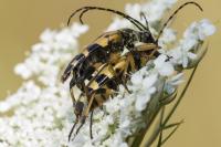 Rutpela maculata