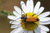 Stictoleptura fulva