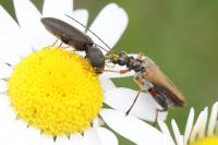 Oedemera podagrariae
