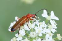 Rhagonycha fulva