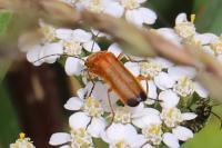 Rhagonycha fulva