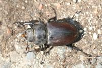 Lucanus cervus