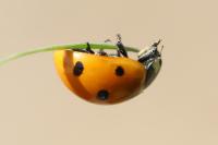 Coccinella septempunctata