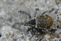 Liophloeus tessulatus