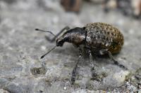 Liophloeus tessulatus