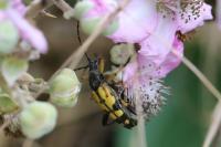 Rutpela maculata