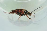 Leptura aurulenta