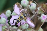 Rutpela maculata