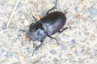 Lucanus cervus