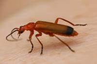 Rhagonycha fulva