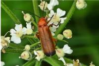 Rhagonycha fulva