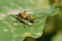 Rutpela maculata