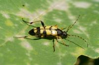 Rutpela maculata