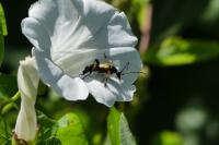 Rutpela maculata