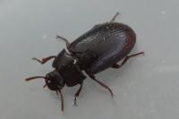 Alphitobius diaperinus