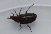 Alphitobius diaperinus