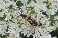 Rutpela maculata