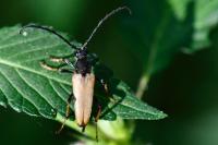 Stictoleptura rubra