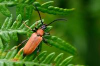 Stictoleptura rubra