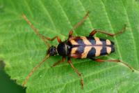 Leptura aurulenta