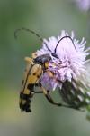 Rutpela maculata