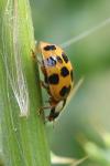 Harmonia axyridis