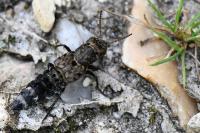 Ontholestes murinus