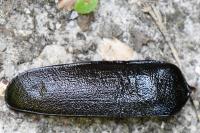 Prionus coriarius