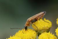 Oedemera podagrariae