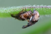 Nanophyes marmoratus