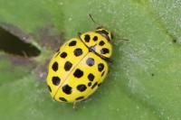 Psyllobora vigintiduopunctata