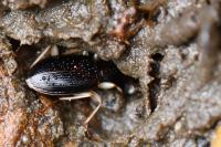 Paranchus albipes