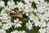 Stictoleptura rubra